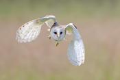 kerkuil (tyto alba) 6-2016 0490